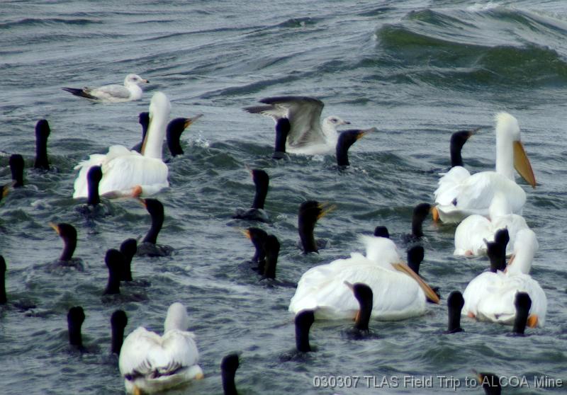 Pelicans, cormorants, and ring-billed gulls 